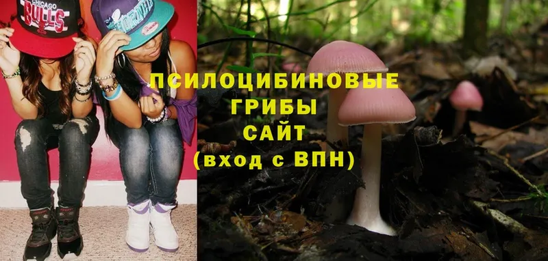 даркнет какой сайт  Белокуриха  Псилоцибиновые грибы Psilocybe 